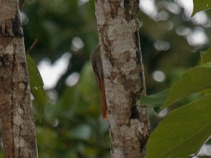 Olivaceous Woodcreeper (Amazonian) - Niall D Perrins