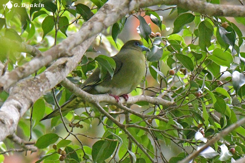 Yellow-vented Green-Pigeon - Gennadiy Dyakin