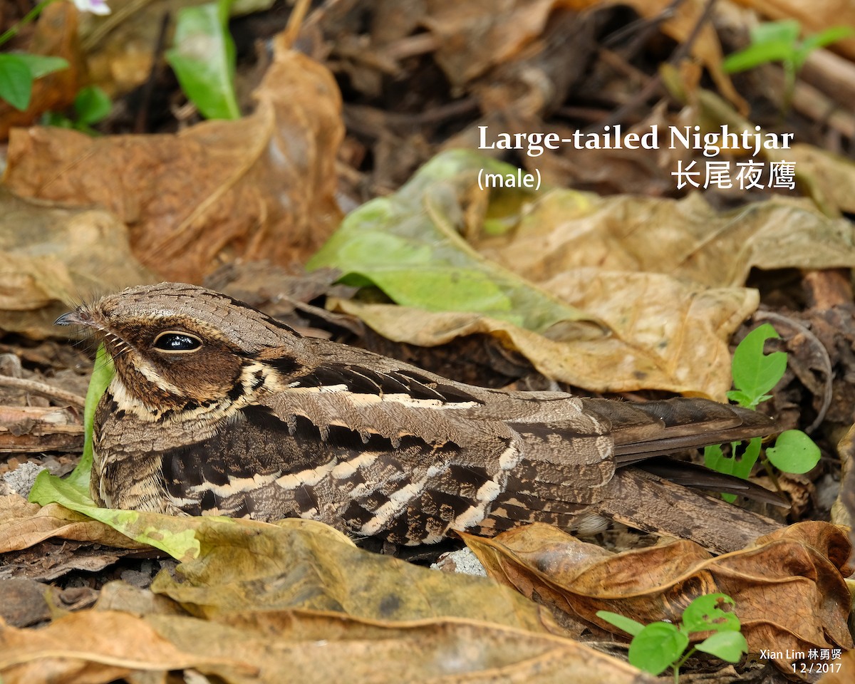 Large-tailed Nightjar - Lim Ying Hien