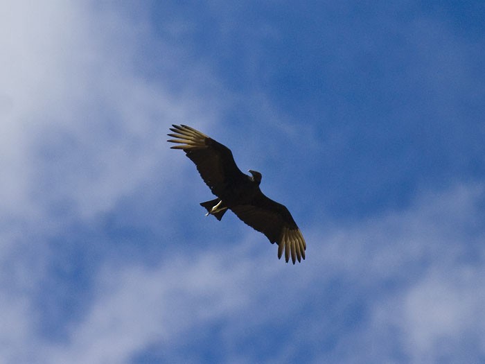 Black Vulture - Niall D Perrins