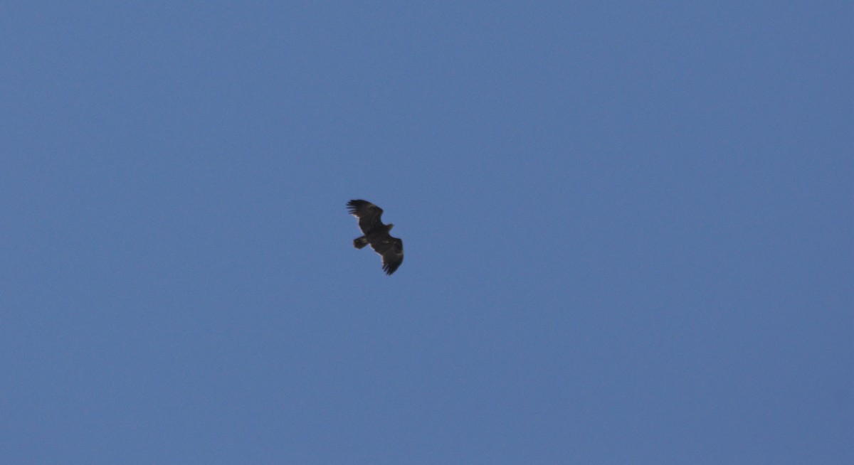 Greater Spotted Eagle - ML224061391