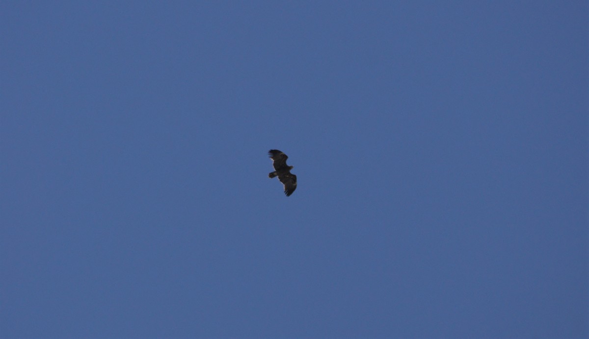 Greater Spotted Eagle - ML224061401