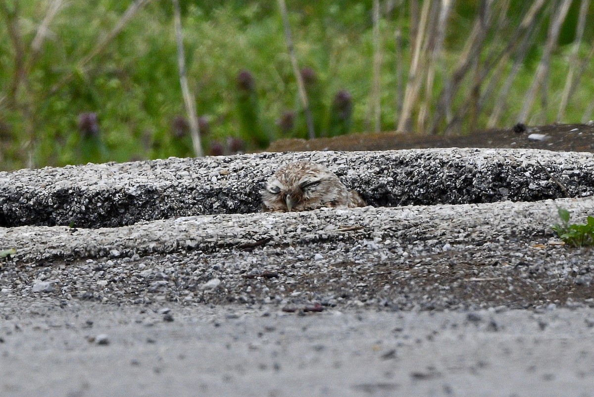 Burrowing Owl - ML224061541
