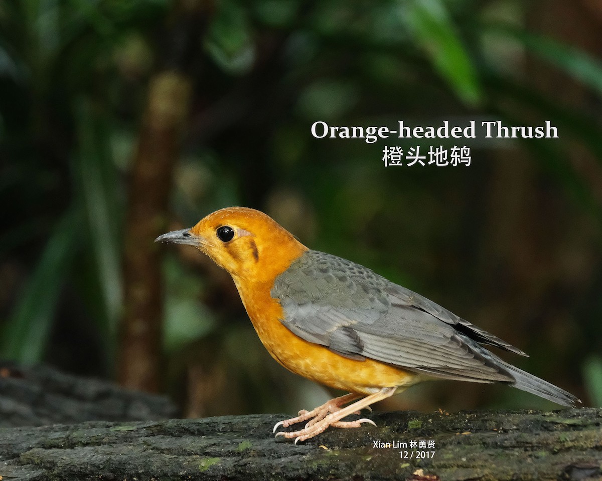 Orange-headed Thrush - Lim Ying Hien
