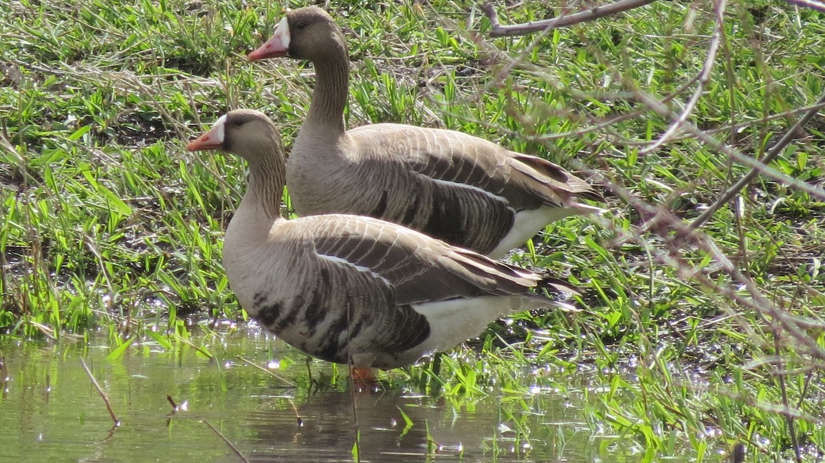 Greater White-fronted Goose - ML224062491
