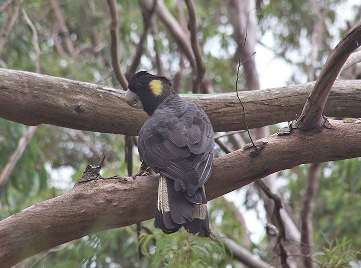 Yellow-tailed Black-Cockatoo - Joel Poyitt