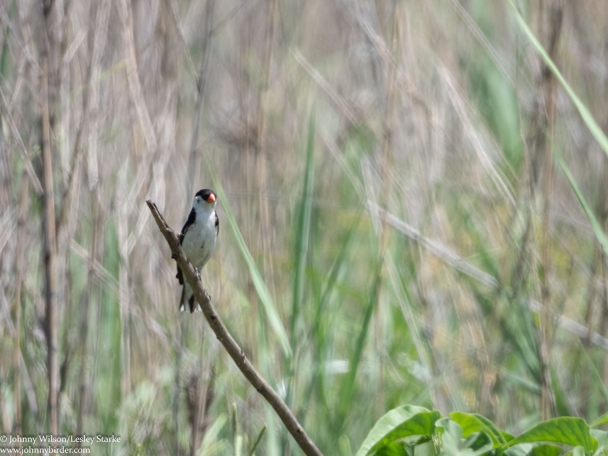 Pin-tailed Whydah - ML224066221