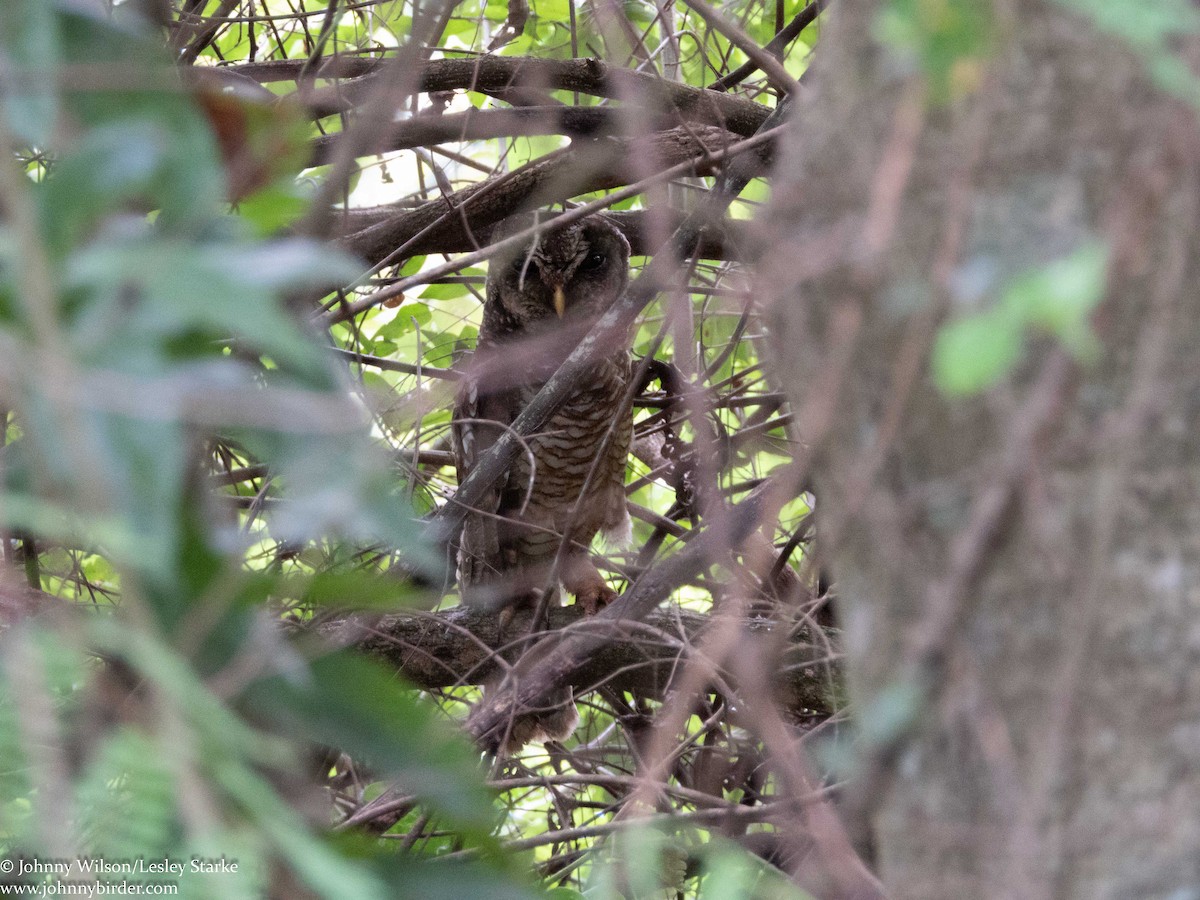 African Wood-Owl - ML224066511