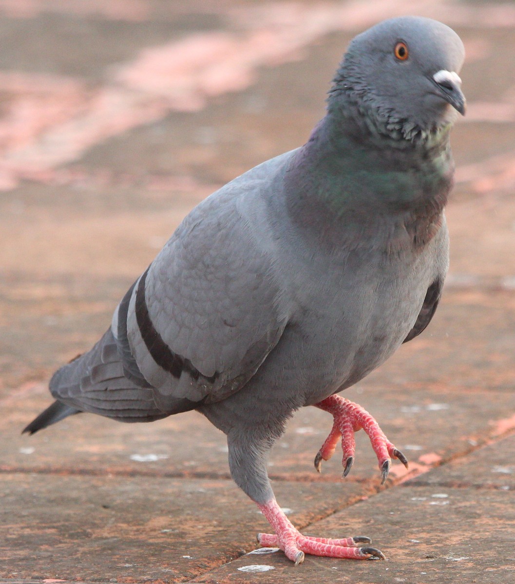 Rock Pigeon - Ajay Sarvagnam
