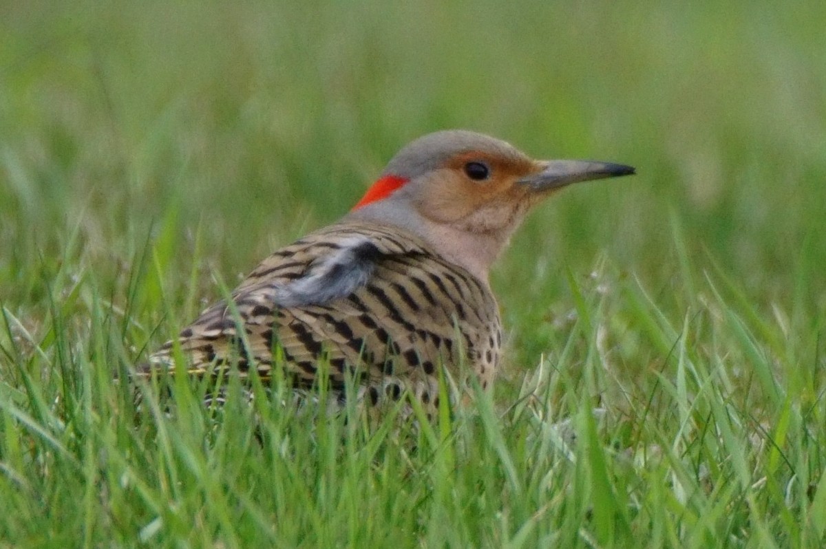 Northern Flicker (Yellow-shafted) - Dennis Mersky
