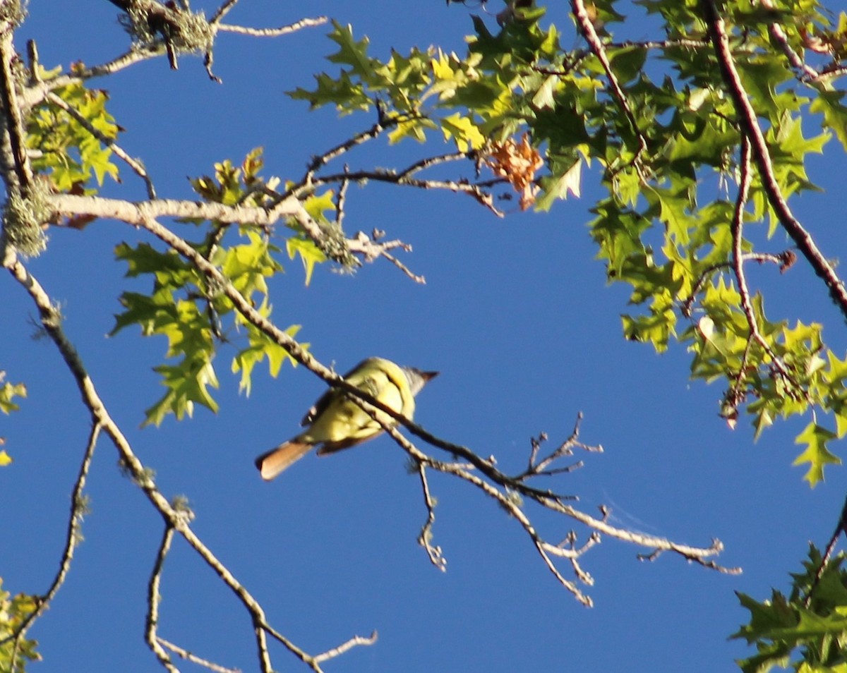 Great Crested Flycatcher - ML224074301
