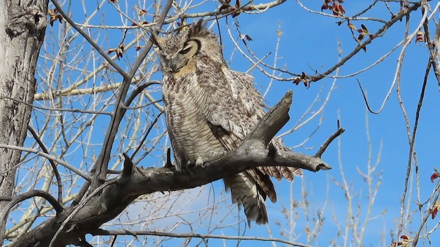 Great Horned Owl - ML224076441