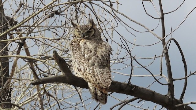 Great Horned Owl - ML224077911