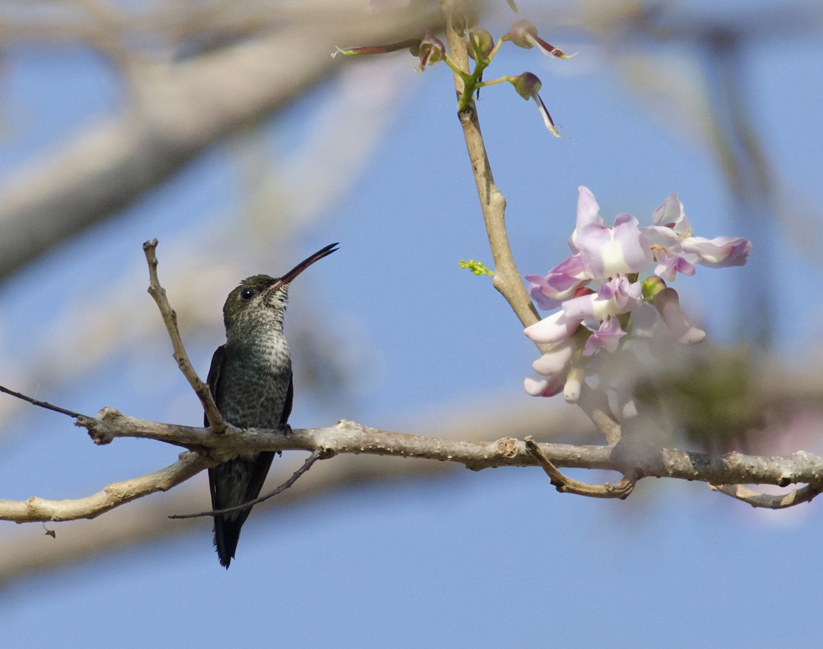 Sapphire-throated Hummingbird - Joshua Vandermeulen