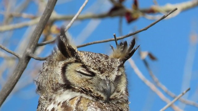 Great Horned Owl - ML224078681