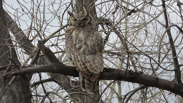 Great Horned Owl - ML224079431
