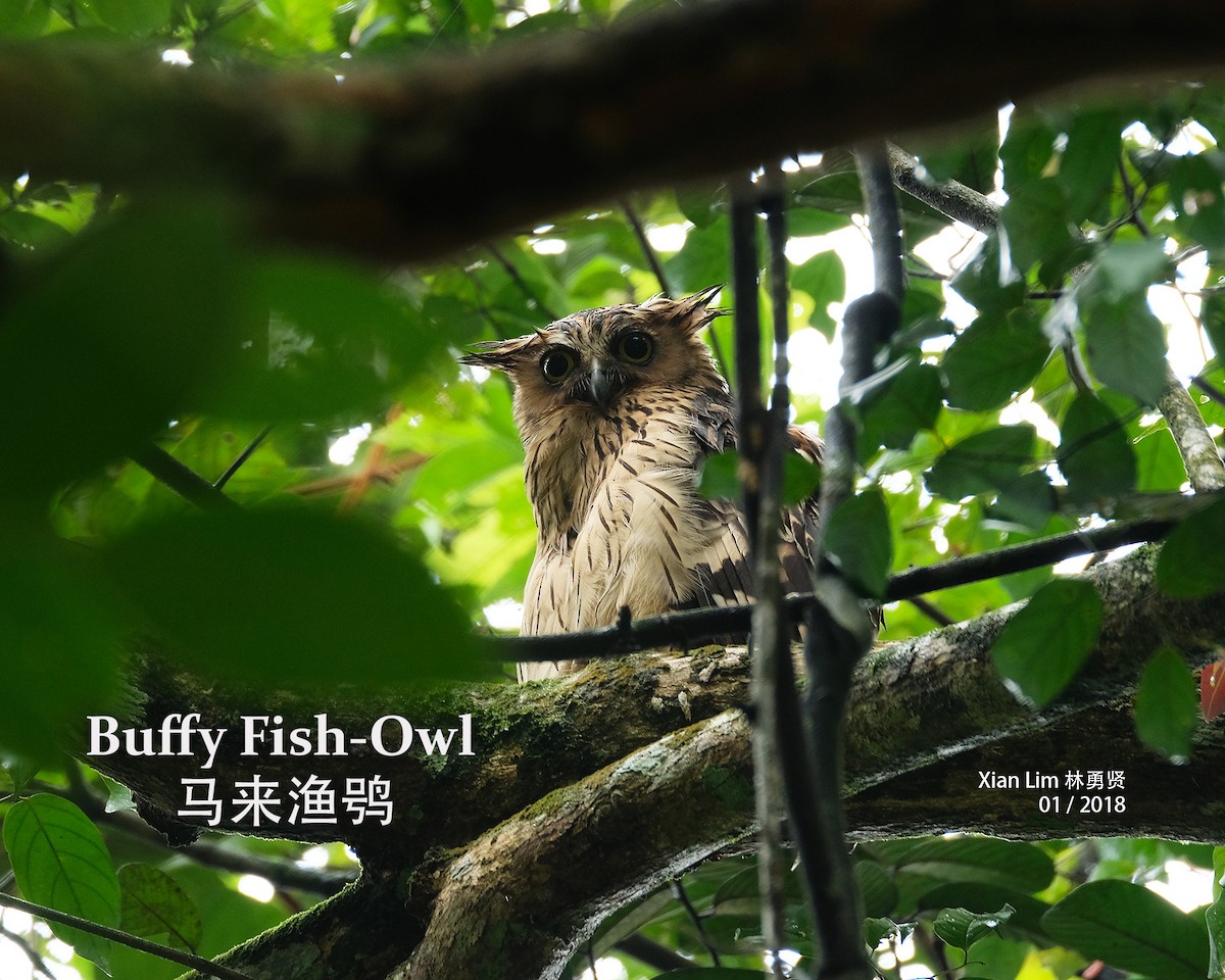 Buffy Fish-Owl - Lim Ying Hien