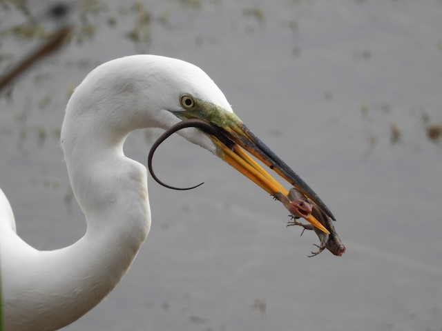 Great Egret - eBird