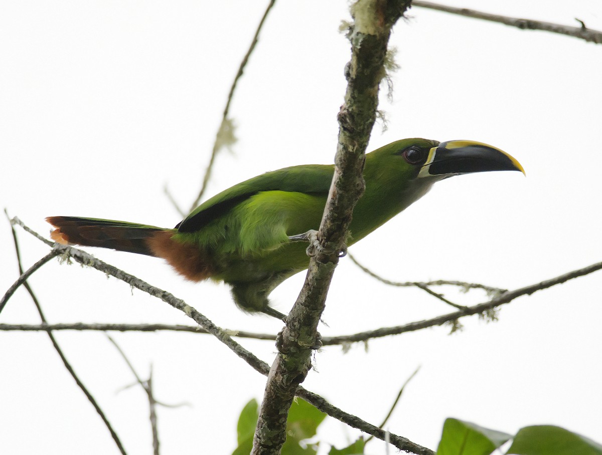 Southern Emerald-Toucanet (Santa Marta) - Joshua Vandermeulen