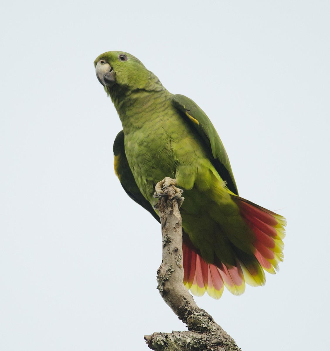 Scaly-naped Parrot - ML224087481