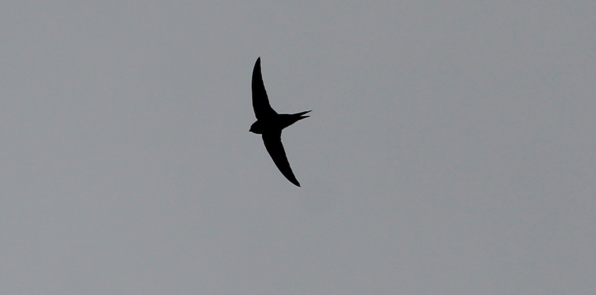 Lesser Swallow-tailed Swift - Gary Leavens