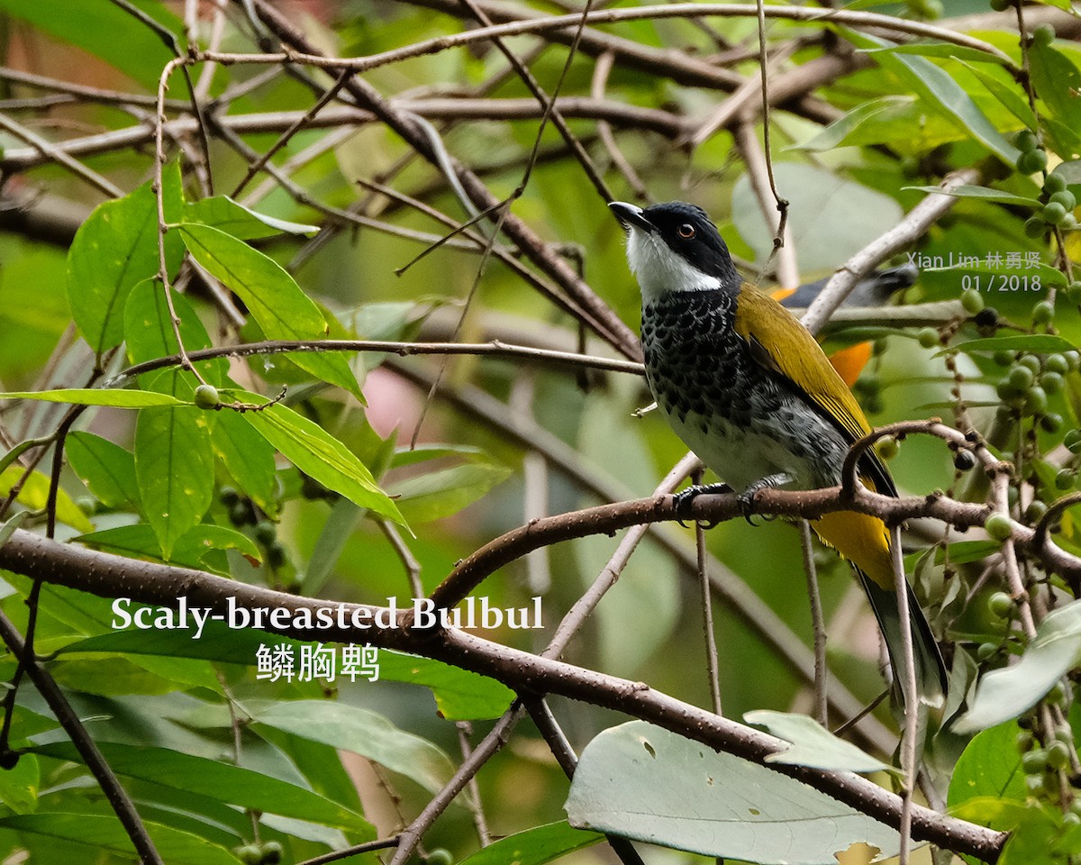 Scaly-breasted Bulbul - Lim Ying Hien