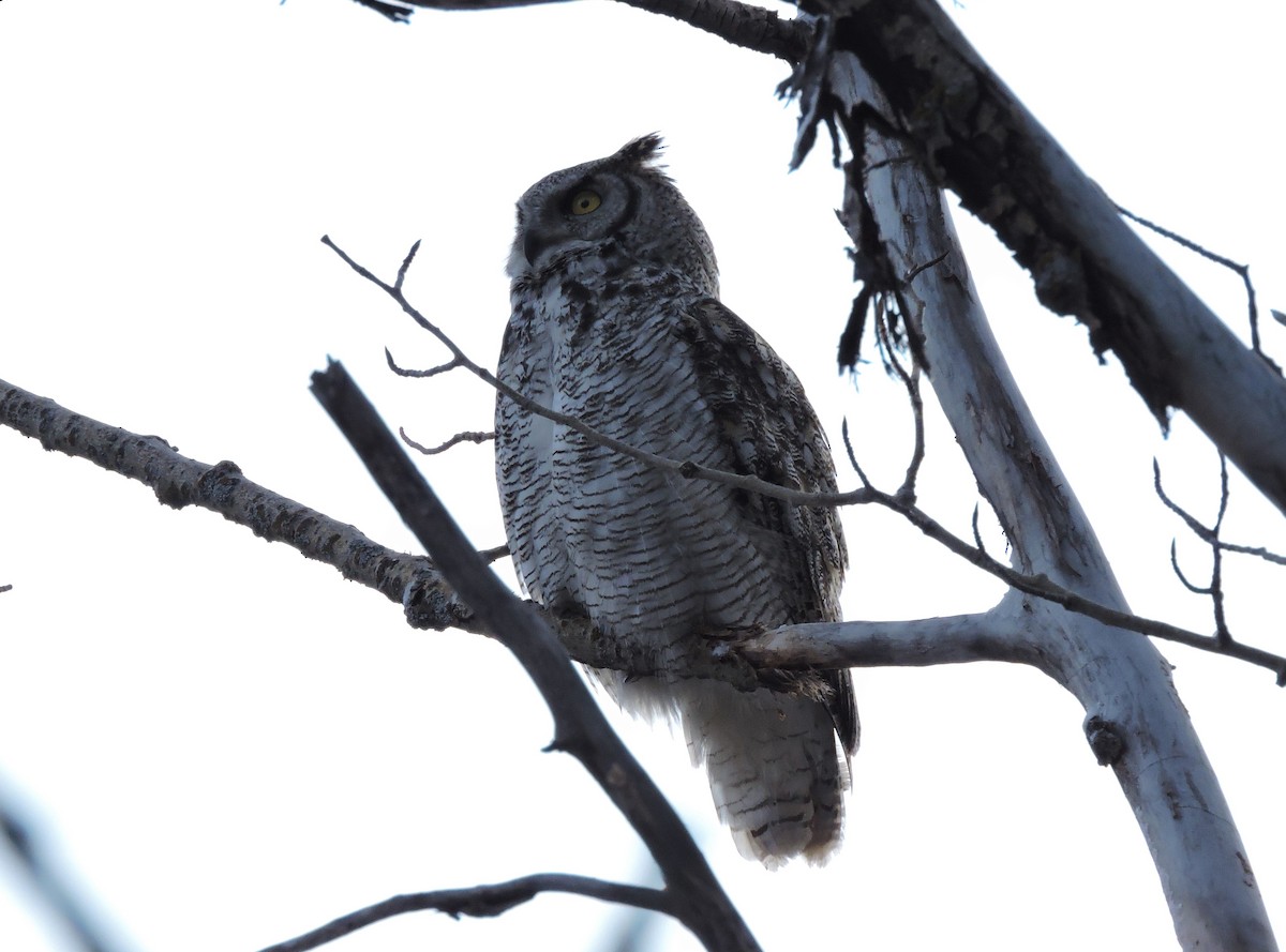 Great Horned Owl - ML224091321