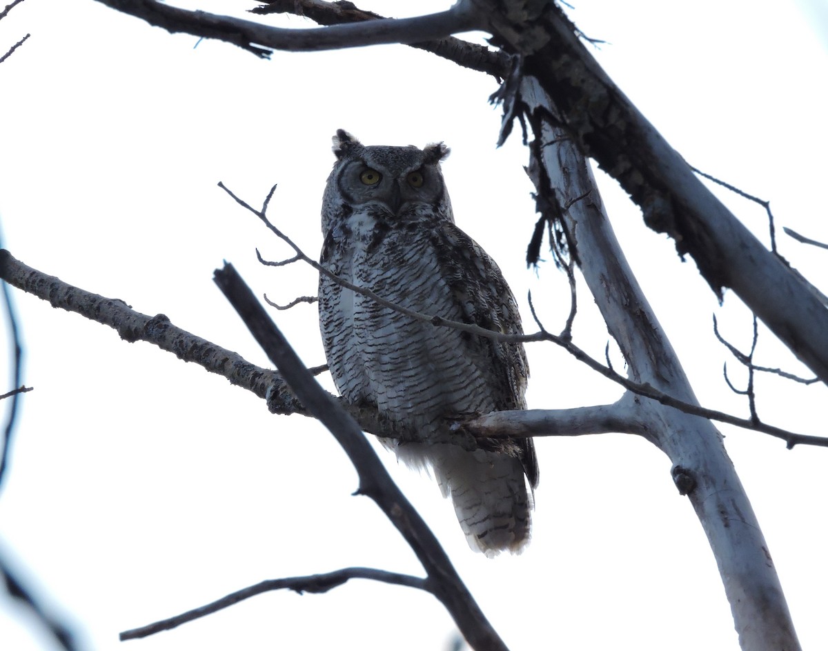Great Horned Owl - ML224091331