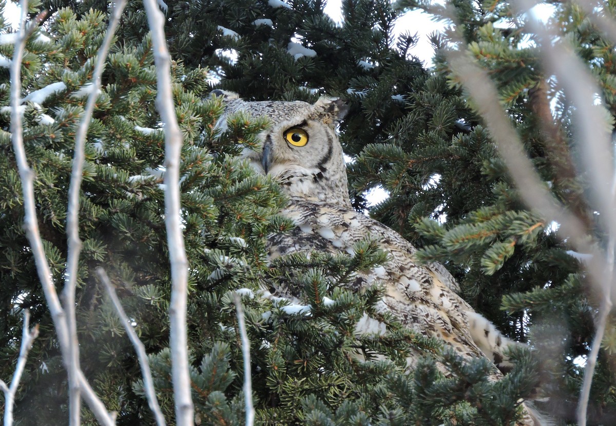 Great Horned Owl - Aaron Roberge