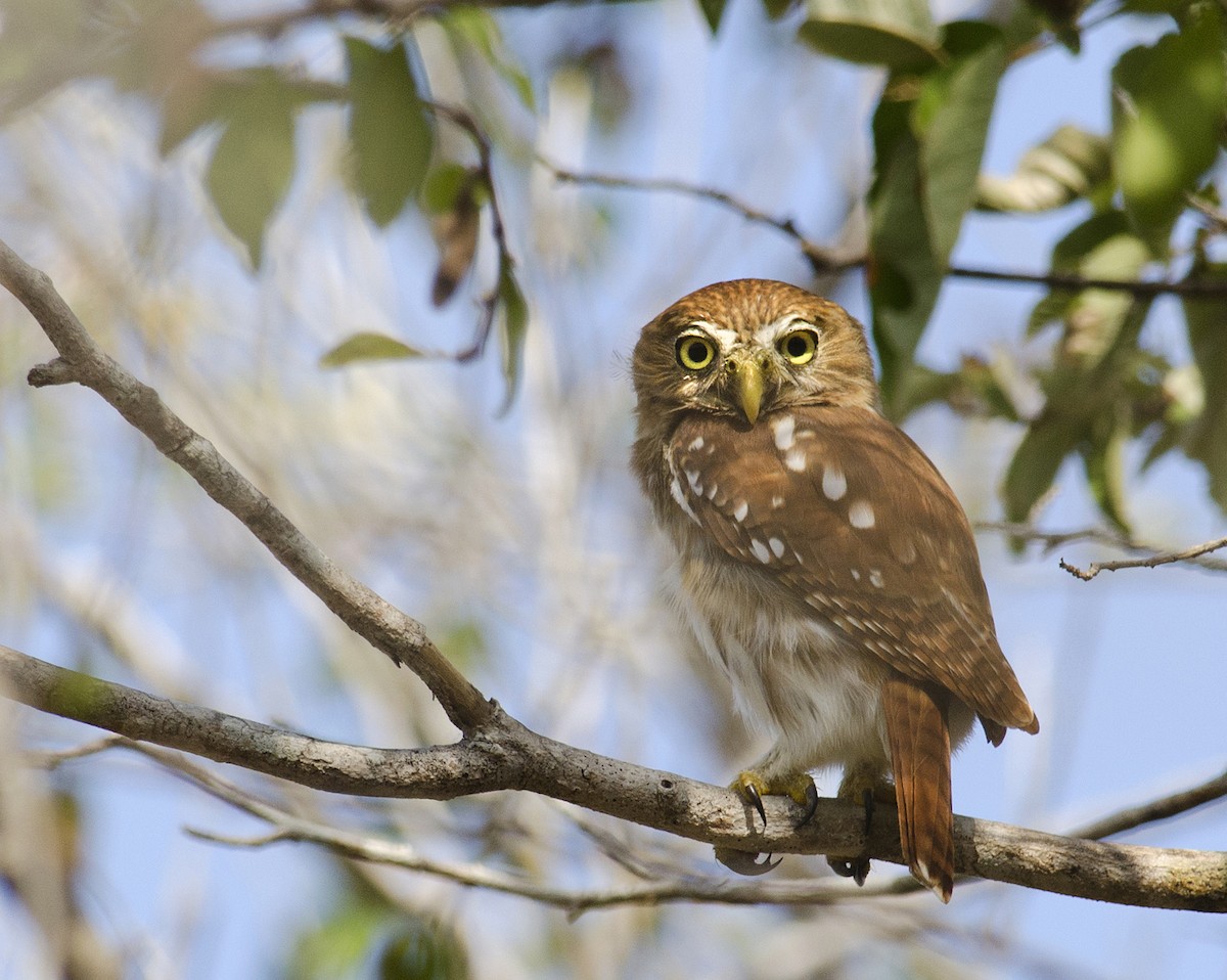 Ferruginous Pygmy-Owl - Joshua Vandermeulen