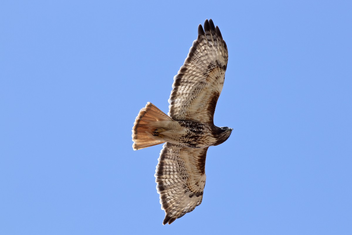 Red-tailed Hawk (abieticola) - George Forsyth