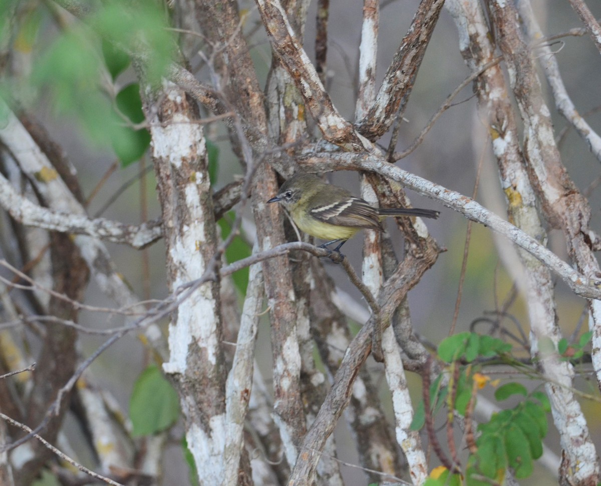 Pale-tipped Tyrannulet - ML224094151