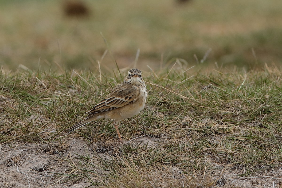 African Pipit - ML224094741