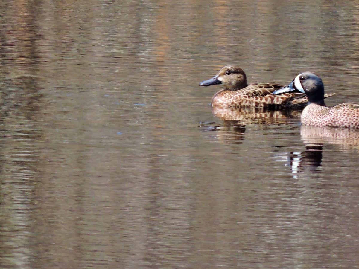 eBird Checklist 15 Apr 2020 Manahawkin WMA 40 species