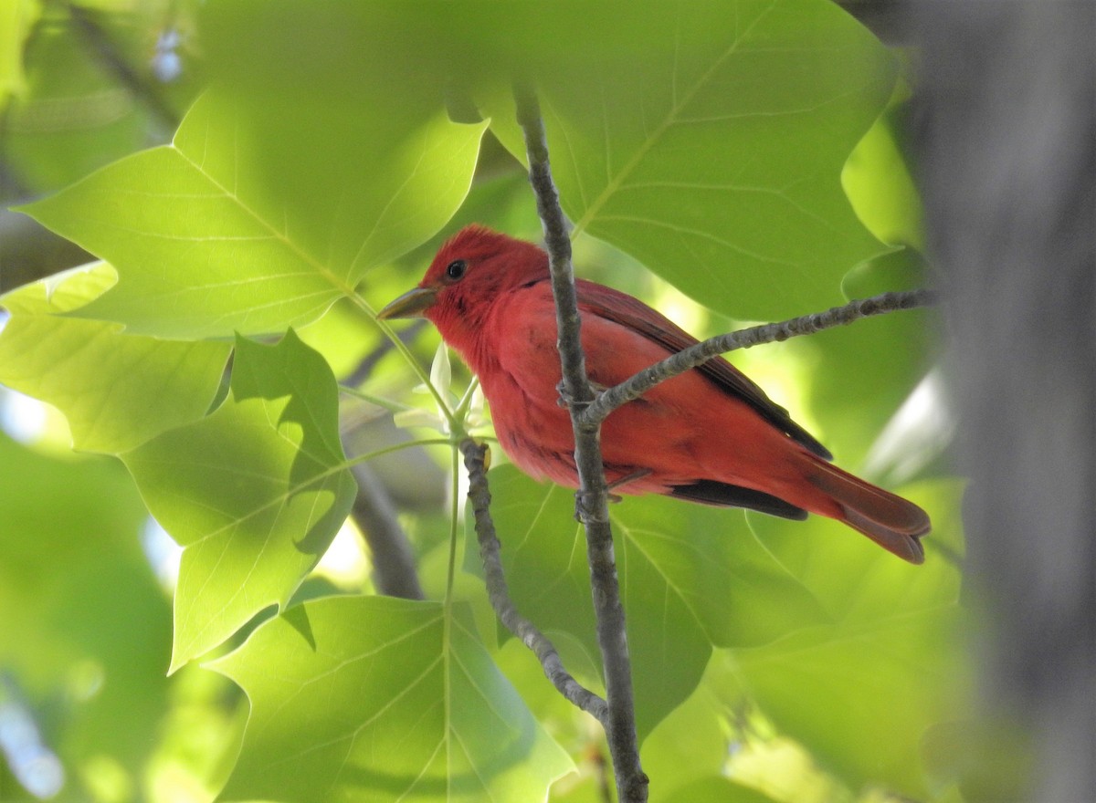 Summer Tanager - Brian  S