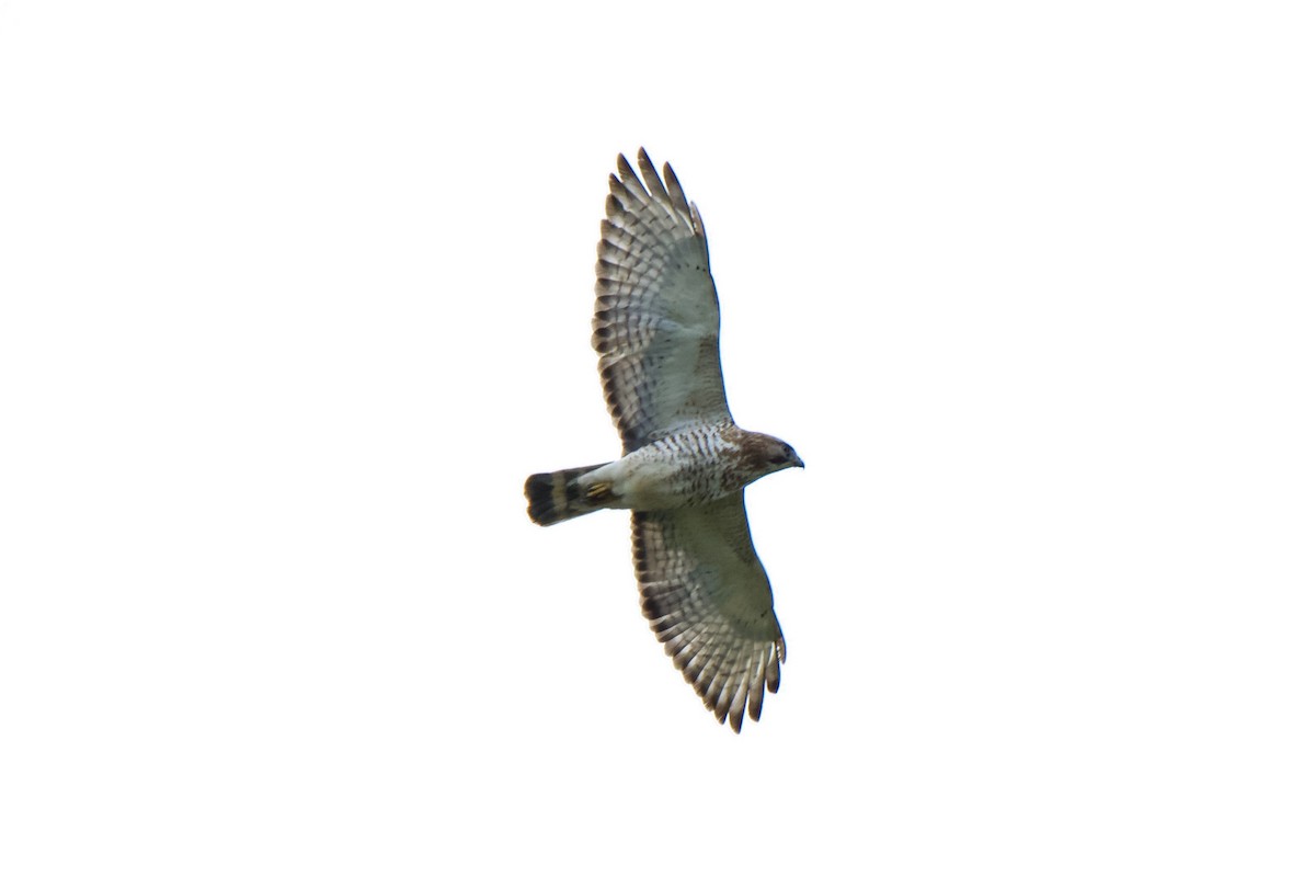 Broad-winged Hawk - ML224104301