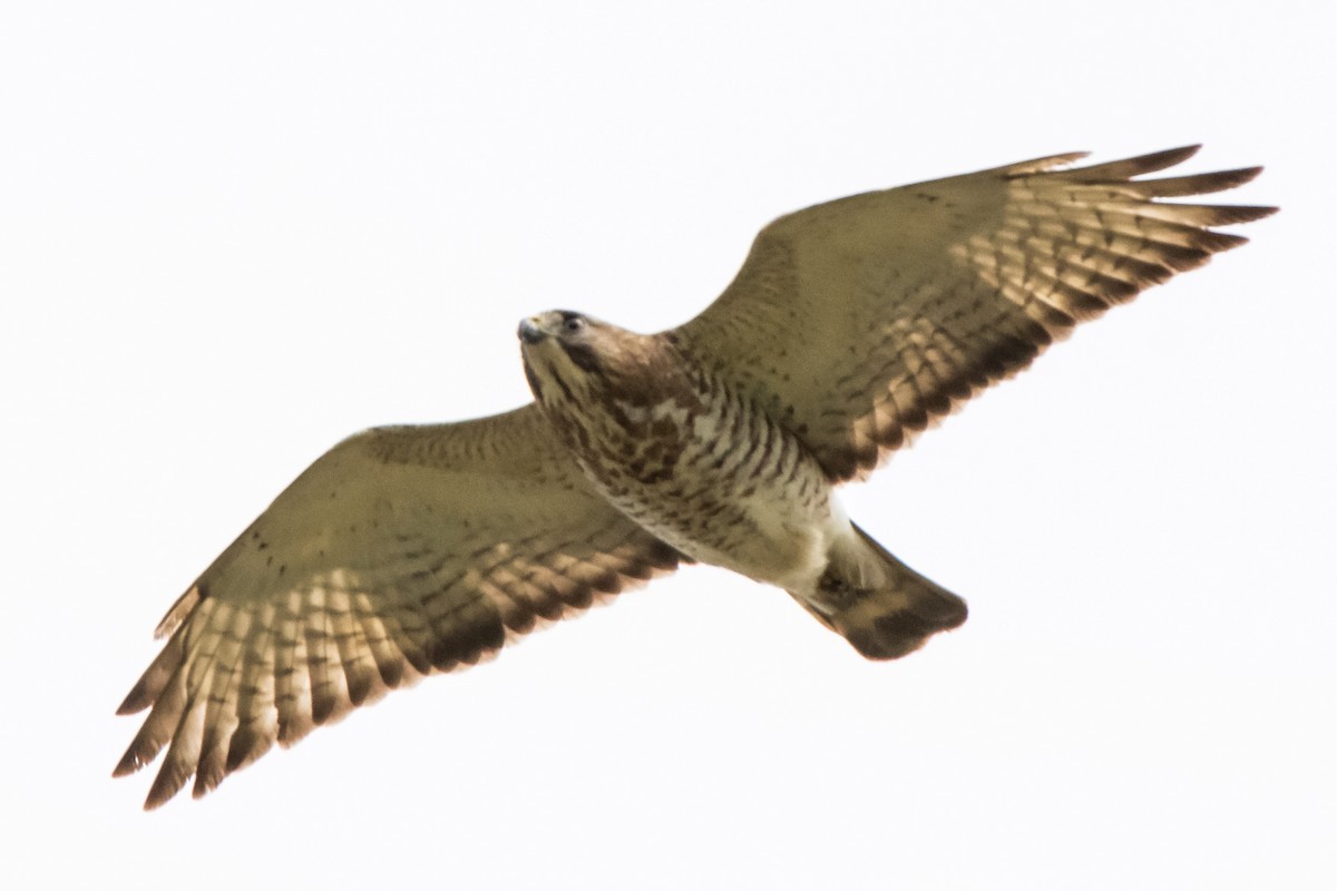 Broad-winged Hawk - Treya Sage Dutil