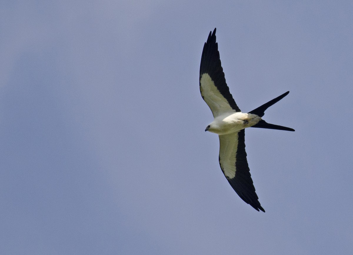 Swallow-tailed Kite - Joshua Vandermeulen