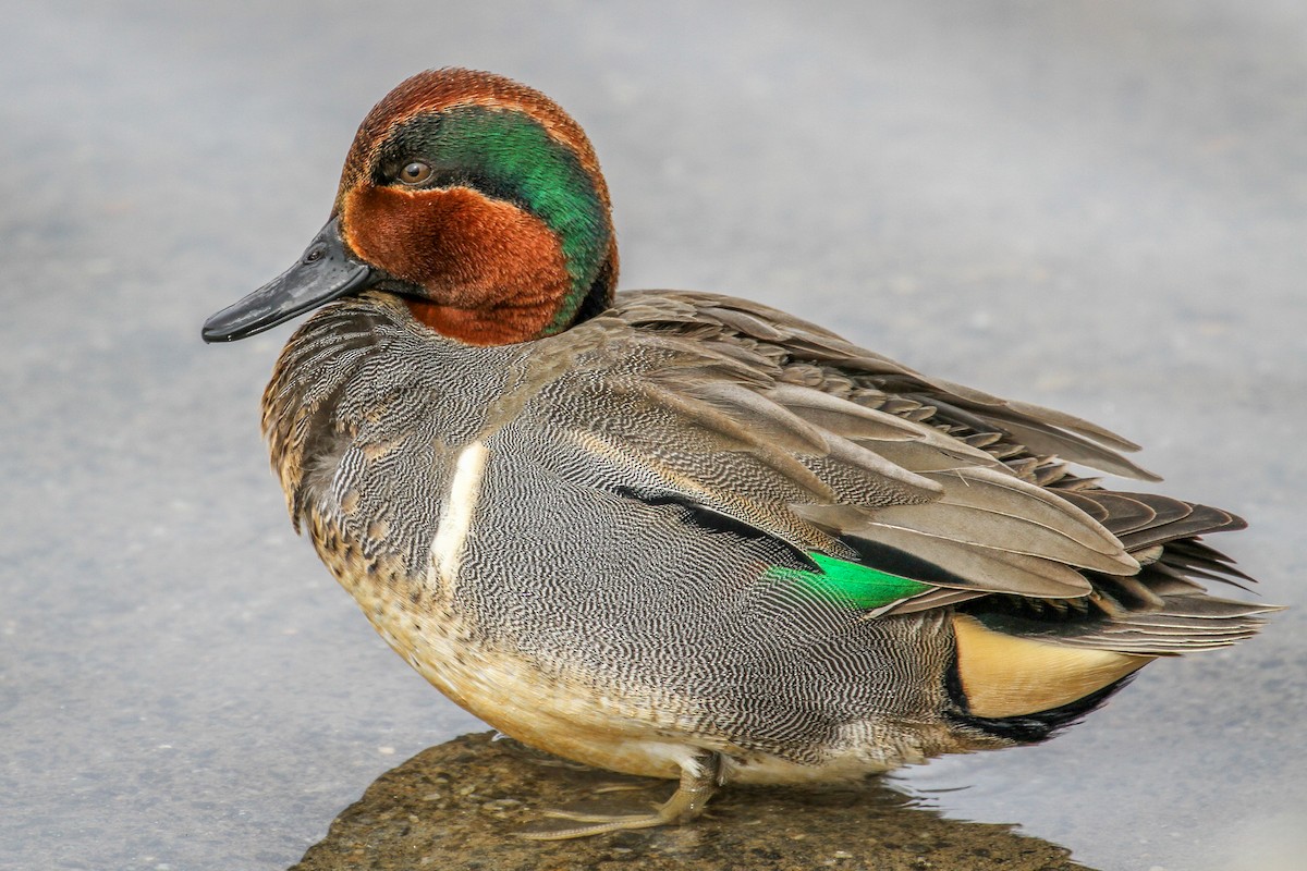Green-winged Teal - ML224106411