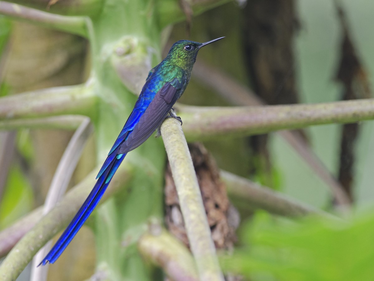 Violet-tailed Sylph - ML224108271