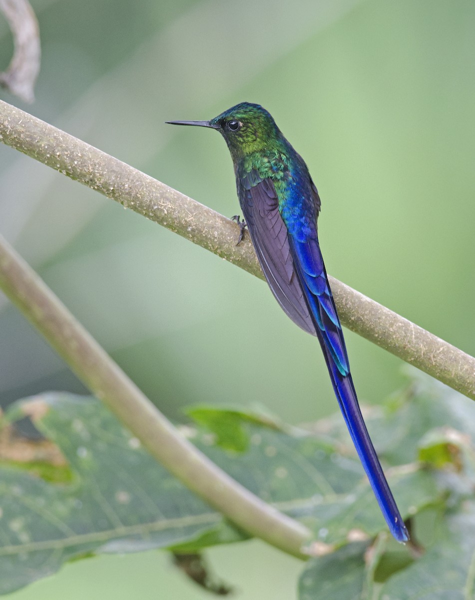 Violet-tailed Sylph - ML224108281