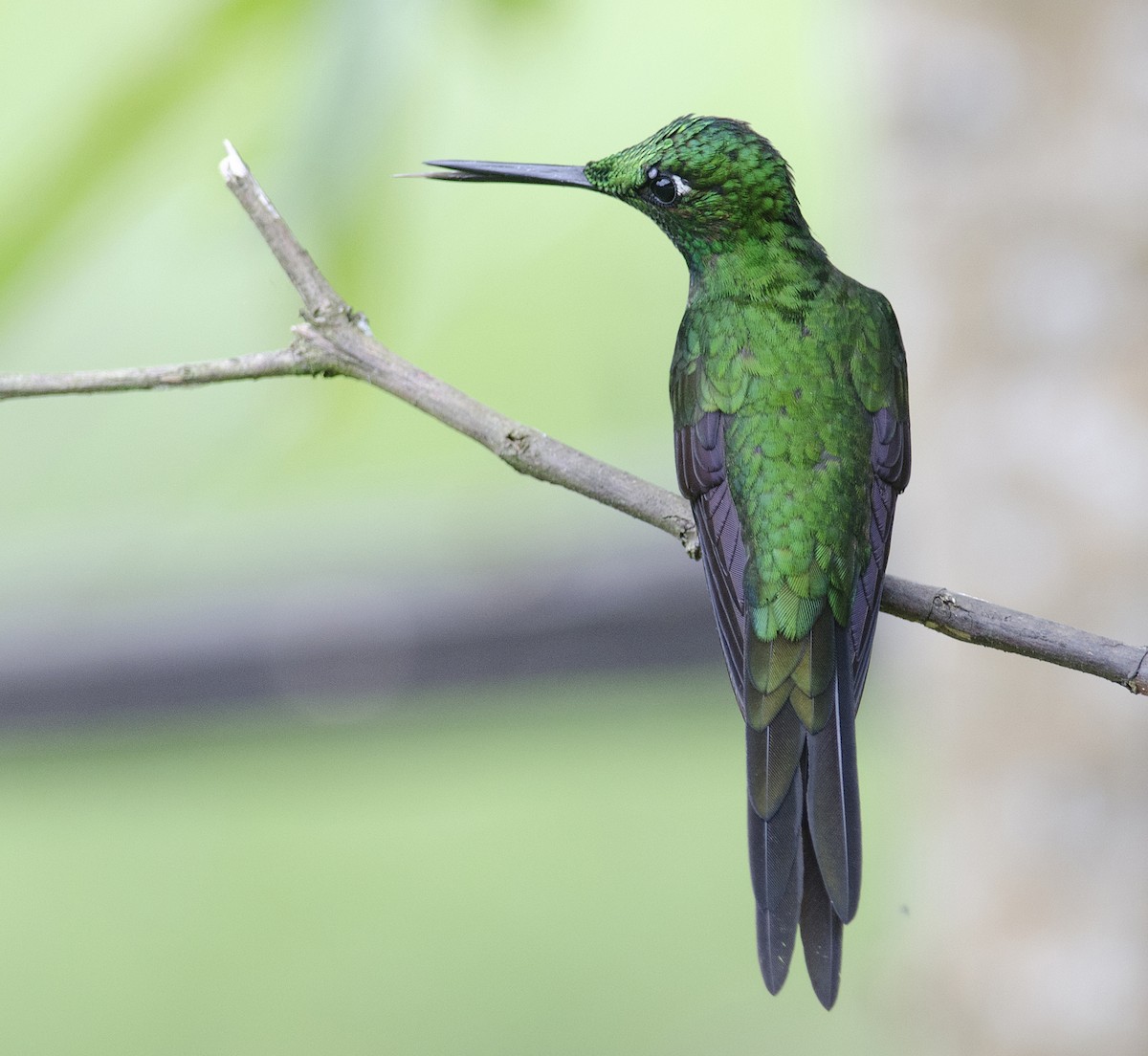 Green-crowned Brilliant - ML224108581