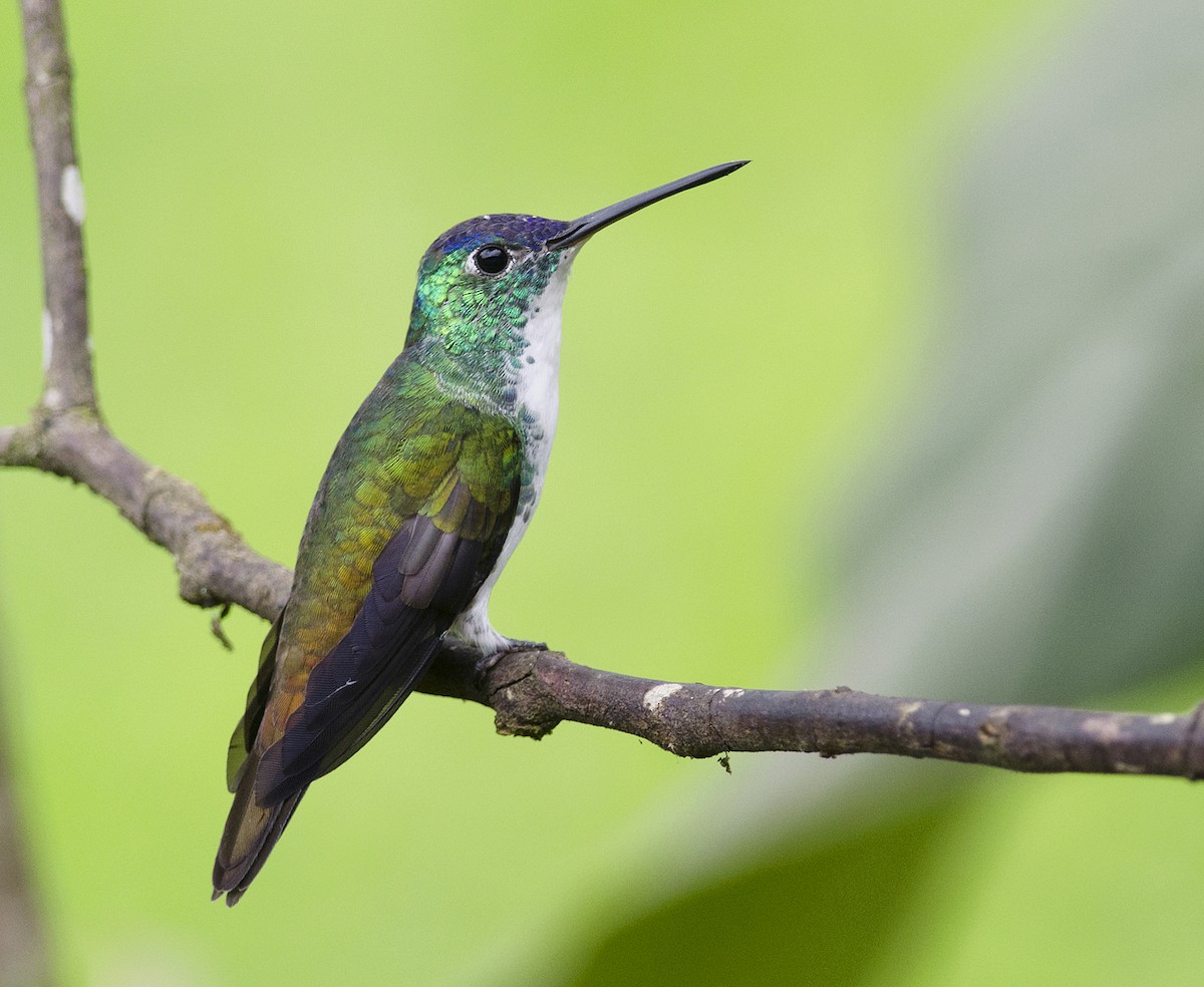 Andean Emerald - ML224108811