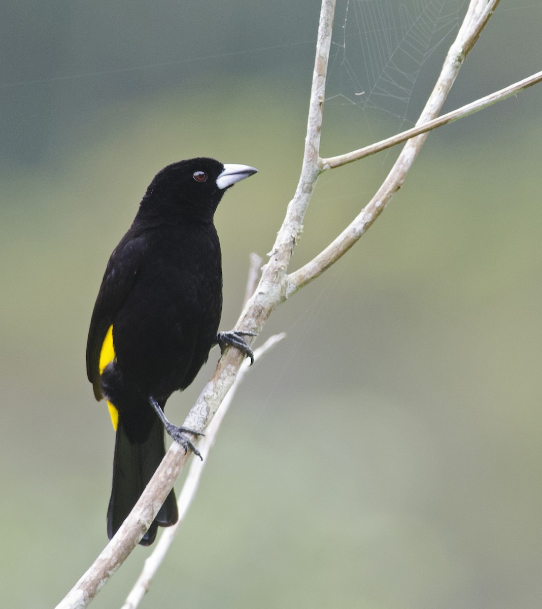 Flame-rumped Tanager (Lemon-rumped) - ML224108961