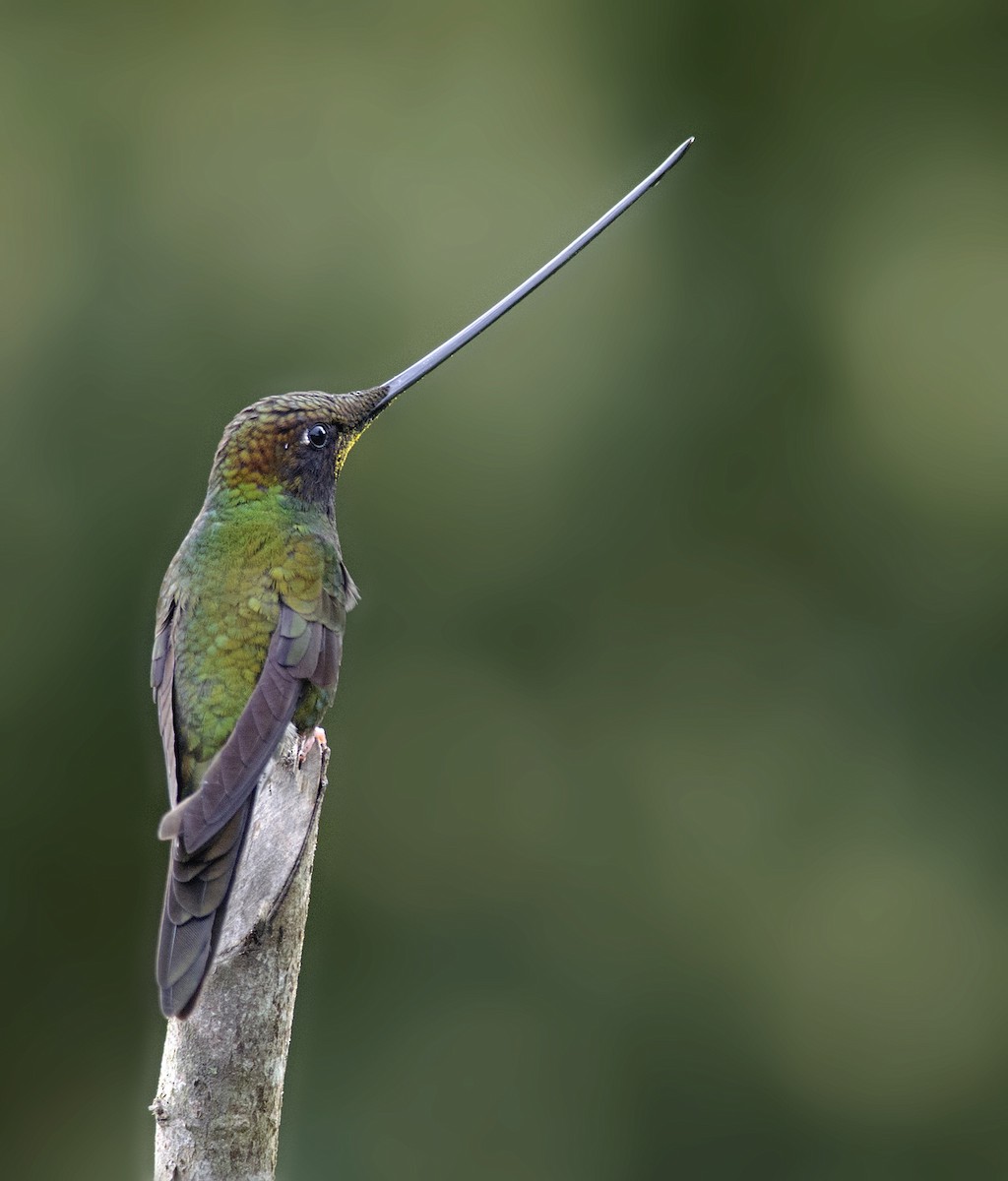 Sword-billed Hummingbird - ML224109721