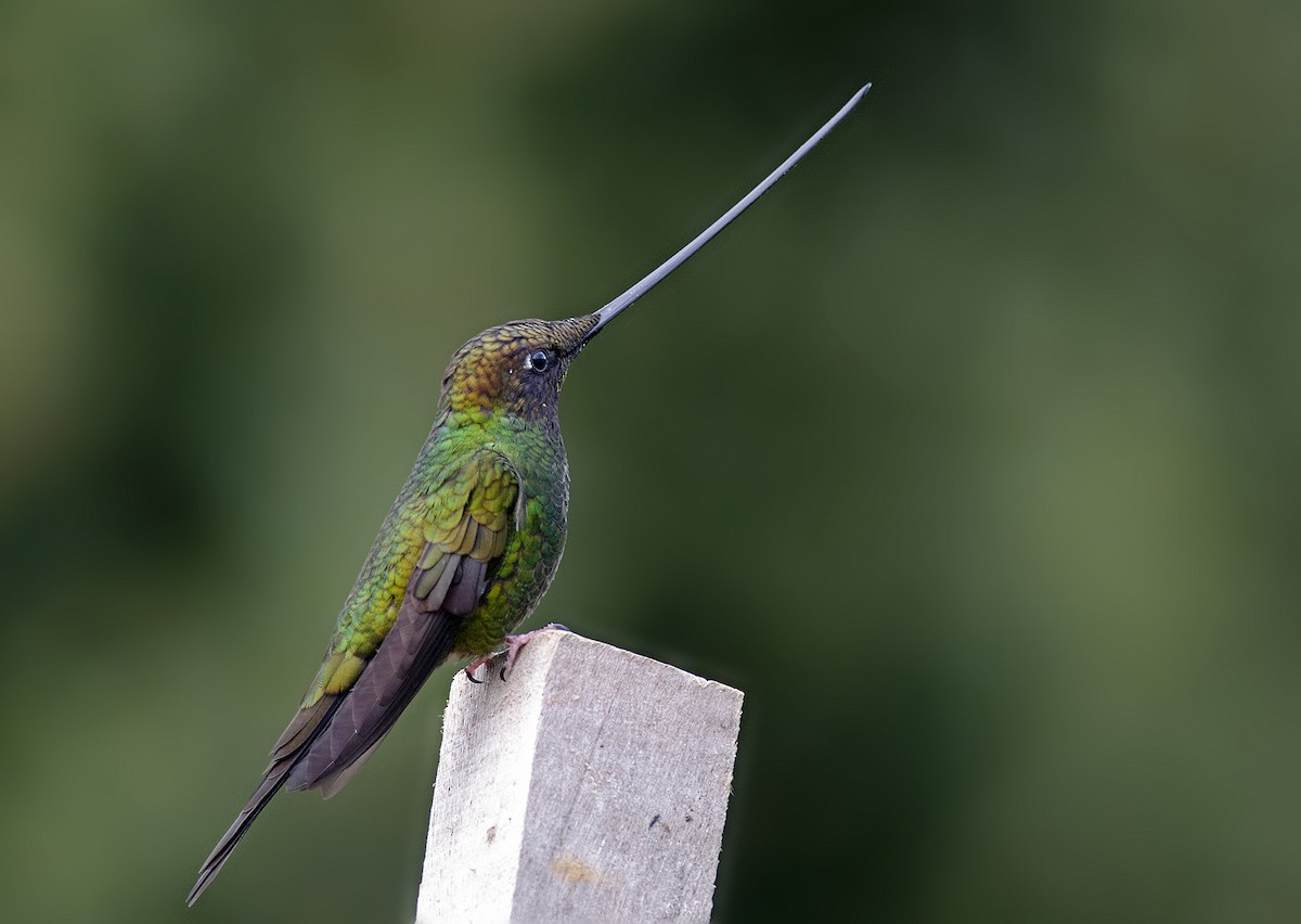 Sword-billed Hummingbird - ML224109731