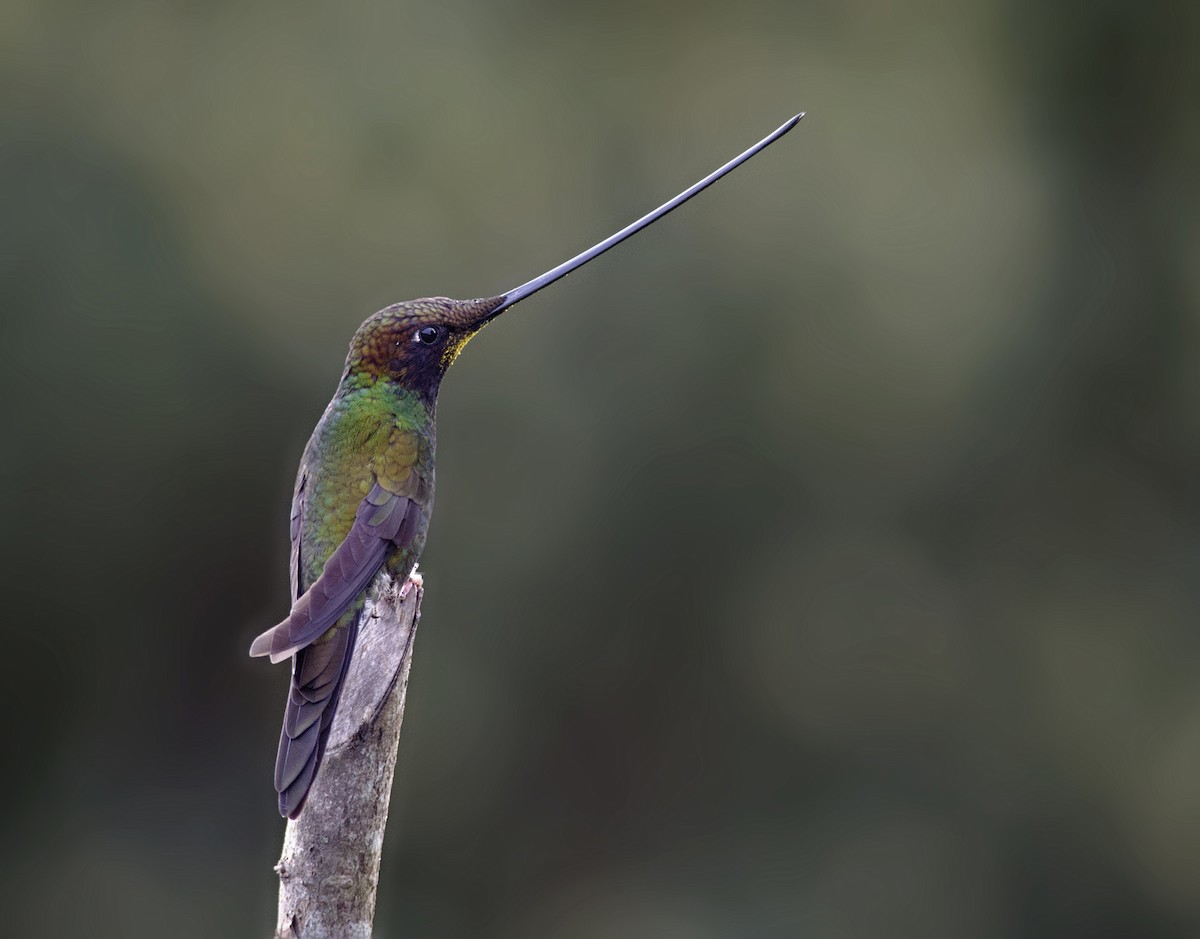 Sword-billed Hummingbird - Joshua Vandermeulen