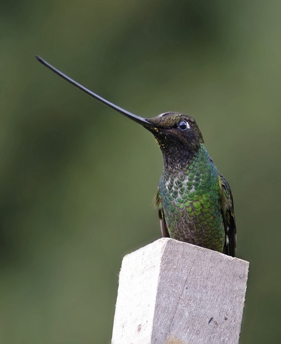 Sword-billed Hummingbird - ML224109751