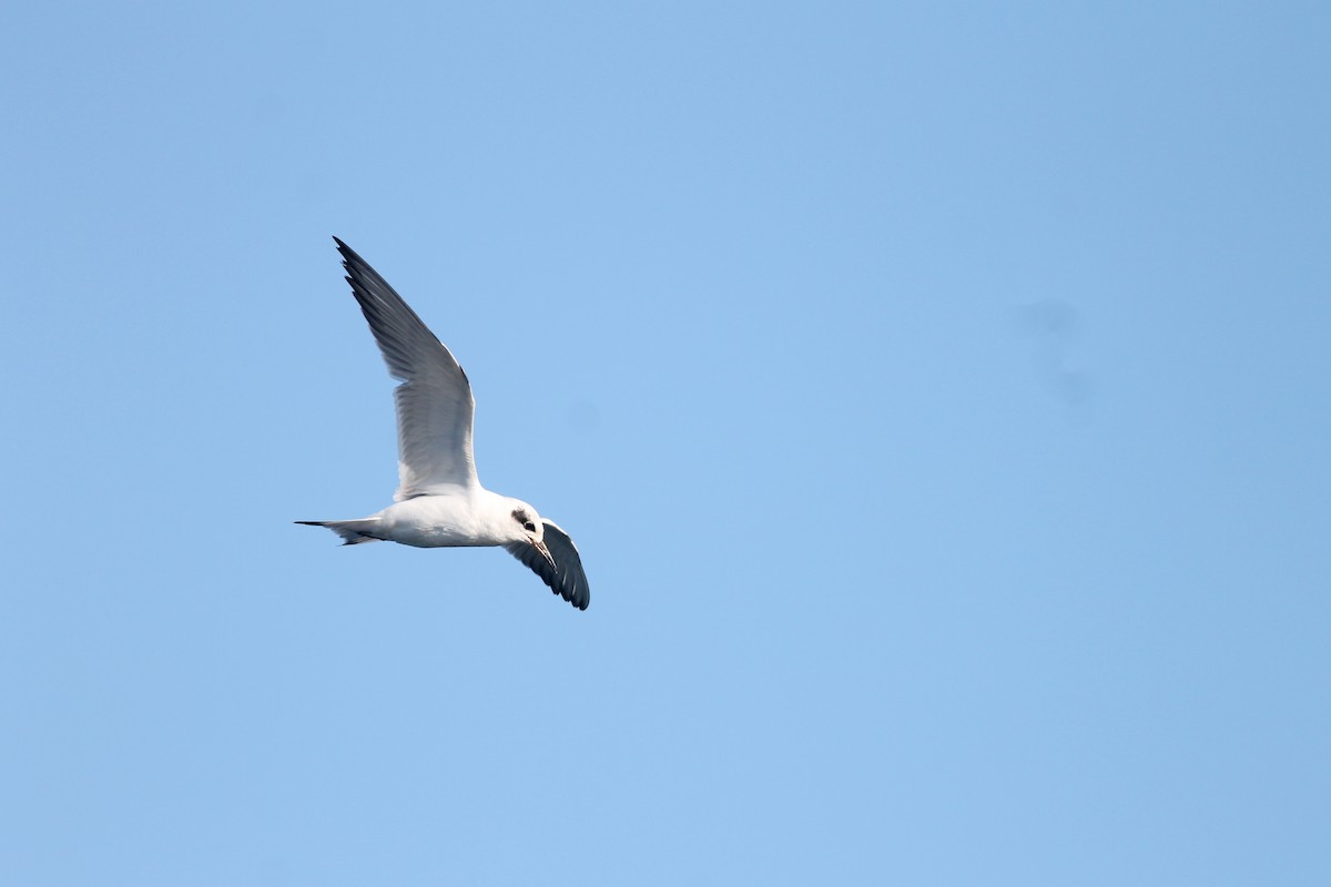 Common Tern - ML224115451