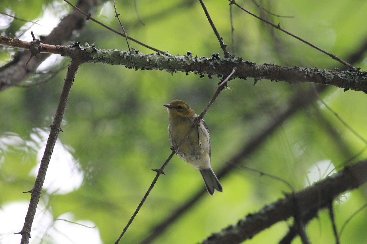 Black-throated Green Warbler - Sam Heinrich